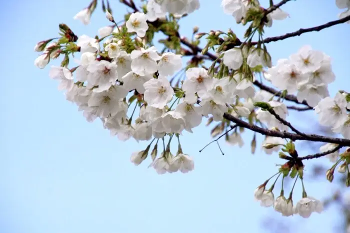 桜の頃の代表写真