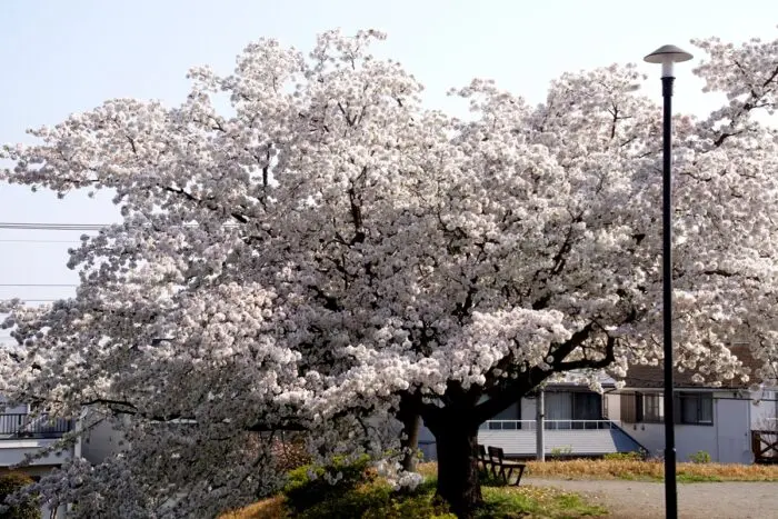 満開の桜がの写真
