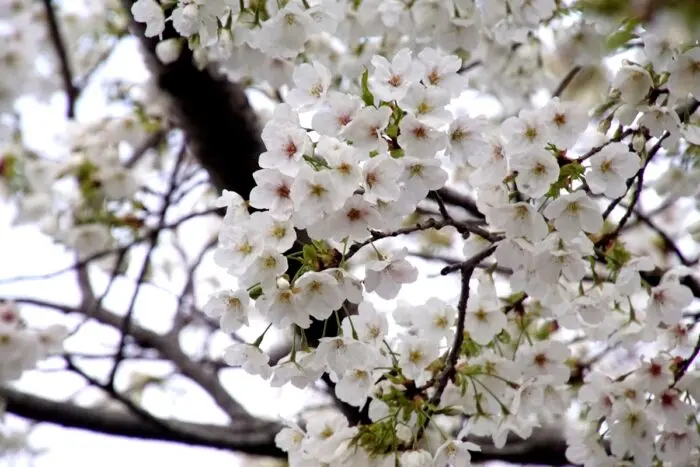 枝いっぱいに咲いた桜がの写真
