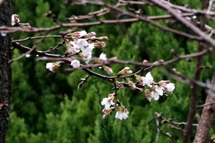枝先に広がる桜がの写真