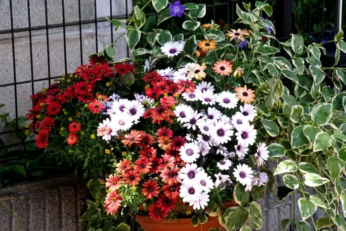寄せ植えの写真