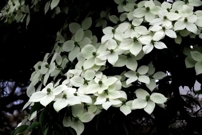 夏を迎える花々の代表写真
