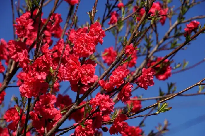 花桃（はなもも）の写真