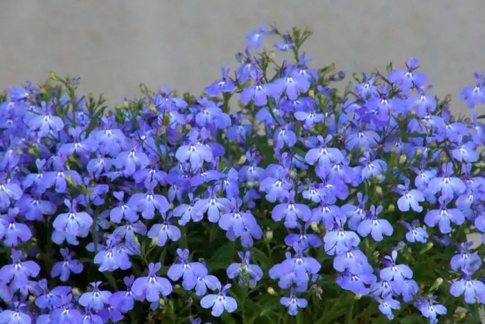 薫風の花々の代表写真