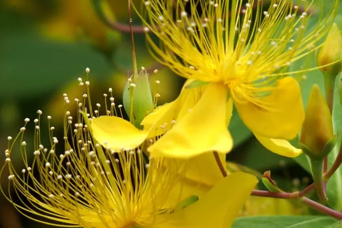 梅雨の花だよりの代表写真