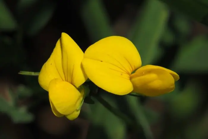 夏の彩りを楽しむ花々の代表写真