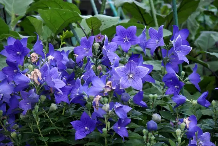 夏を彩る花々の代表写真