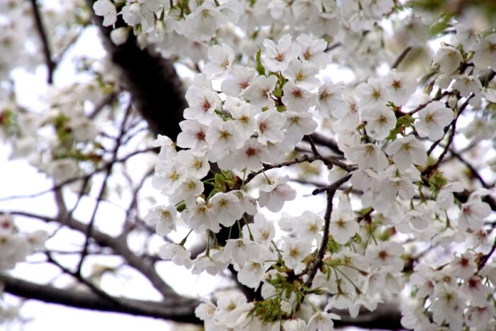 真光寺風の子公園の山桜1_0