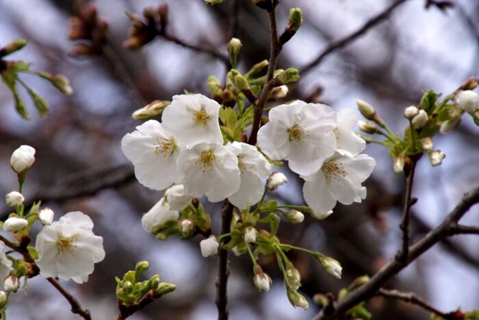 真光寺風の子公園の山桜2