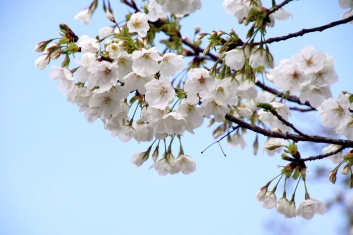 真光寺風の子公園の山桜3