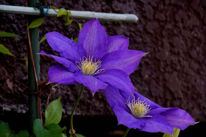 DSC07034_0