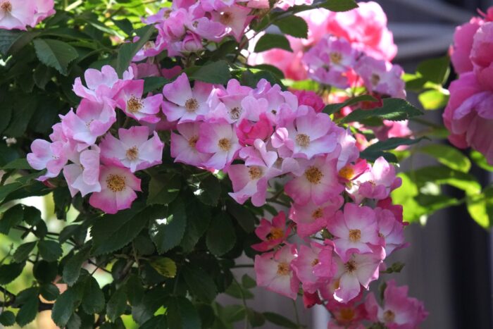 DSC07185バレリーナ_0