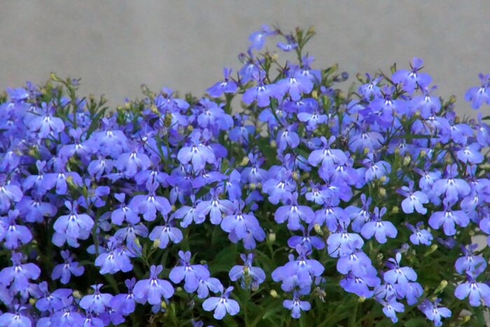 DSC07205_0
